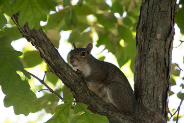 Canvas Print - squirrel on tree