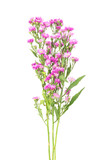 Fototapeta Kwiaty - Pink flowers, small flowers on white background
