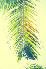 Wall Mural - palm tree isolated on white background