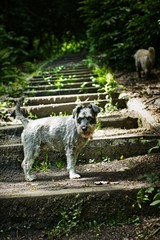 Wall Mural - The Miniature Schnauzer