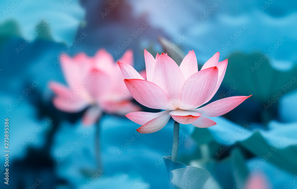 lotus flower plants with green leaves in lake - obrazy, fototapety, plakaty 