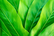 Tropical Leaf, Green Leaves Pattern Background, Nature Background