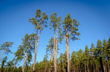  three tall pines
