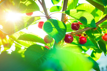 Wall Mural - beautiful red cherries on the tree 