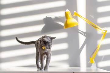 Wall Mural - Soft focus fashion portrait of purebreed russian blue cat with decorative yellow bowtie over neck on table with lamp. Light and shadow falling through blinds on wall behind. Pussycat in home interior