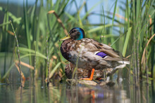 Duck Sitting In The Reeds