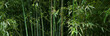 green bamboo grove background