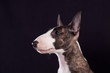 Dog breed mini bull terrier portrait on a black background in profile