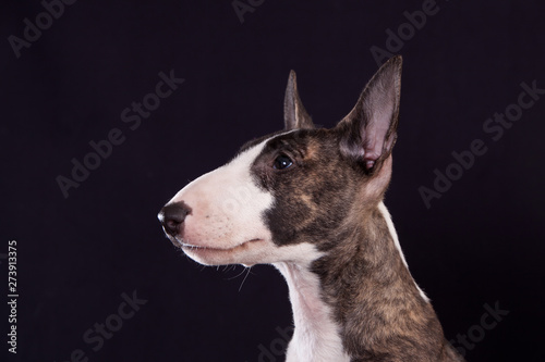 Fotomural Dog breed mini bull terrier portrait on a black background in profile