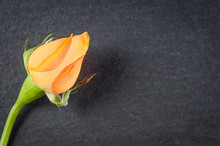 Dwarf Chinese Rose Flower With Orange Petals, Close-up On Dark Stone Background
