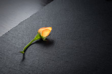 Dwarf Chinese Rose Flower With Orange Petals, Close-up On Dark Stone Background