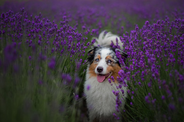 dog australian shepherd in lavender. Pet in the summer on the nature in lilac colors