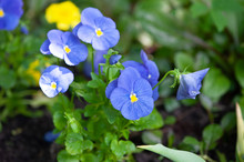 Blue Pansies Flowers