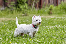 Sweet Puppy Of West Highland White Terrier - Westie, Westy Dog Play On Clover Grass