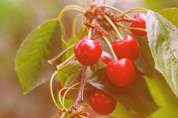 Red tasty sweet juicy Cherry on the tree in the sunny garden