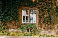 Green Ivy Covers Brick Wall With Windows