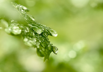 Sticker - Close-up raindrops on a green oak leaf.