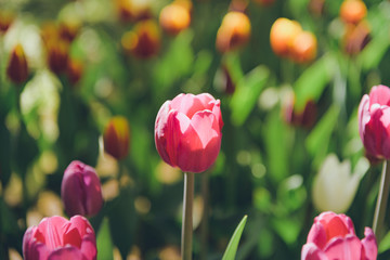 colorful tulips flowers blooming in a spring garden. pink tulips in park. Beautiful Spring Flowers under Sun Rays Card.