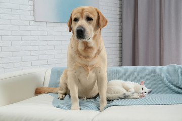 Wall Mural - Adorable dog and cat together on sofa indoors. Friends forever