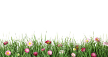 Vibrant Green Grass With Beautiful Flowers On White Background