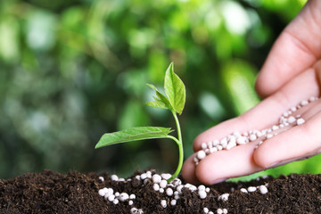 Woman fertilizing plant in soil against blurred background, closeup with space for text. Gardening time