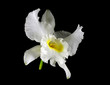 Cattleya Orchid White Flower Specimen