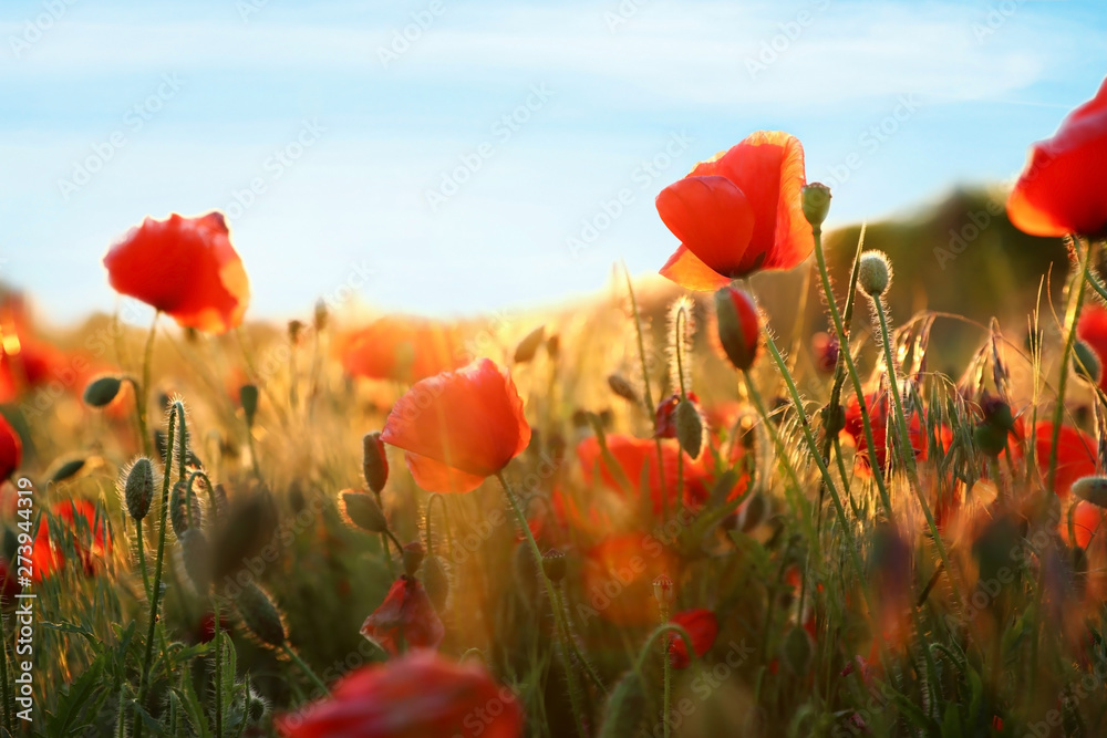 Sunlit field of beautiful blooming red poppy flowers and blue sky Stock ...