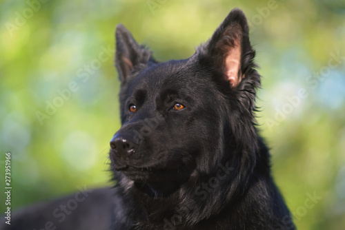 The Portrait Of A Shiny Long Haired Black German Shepherd Dog