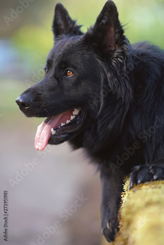 The Portrait Of A Long Haired Shiny Black German Shepherd Dog