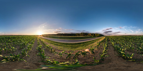 Wall Mural - full seamless spherical hdri panorama 360 degrees angle view near asphalt road among cornfield in summer evening sunset in equirectangular projection, ready VR AR virtual reality content