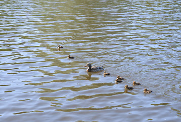 Sticker - Duck with ducklings.