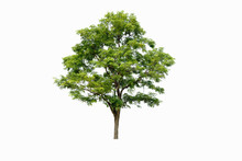 Fresh Tree On  White Background  For Architecture