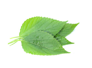 green leaf isolated on a white