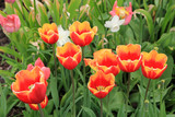 Fototapeta Kwiaty - Many colorful tulips on flower bed