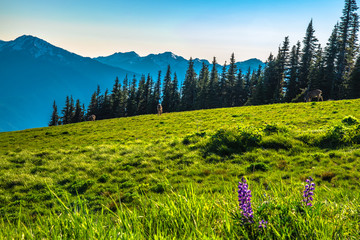 Wall Mural - Beautiful Clear Skies Over the Mountain in Olympic National Park, Washington