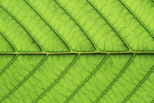 Leaf Vein Abstract Natural Pattern Background. Diagonal Stem Line. Green Eco Environmental And Earth Conservation Concepts.