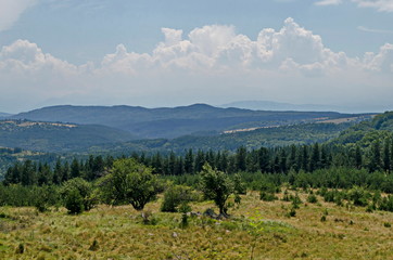 Poster - Summer green forest, single trees in the fresh glade with different grass blossom  wildflower, Vitosha mountain, Bulgaria 