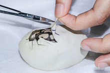 Snake Egg Ball Python On A Brown Wood Color.Purple Albino Ball Python On White Background. 