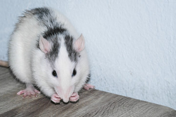 Close-up young wild rat in the garage, In the house on the floor. (Rattus norvegicus)