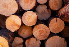 Forestry Logs Background With Copy Space