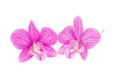 Fototapeta  - pink orchid flowers isolated on white background