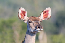 Greater Kudu Cow Looking Forward With Pointed Ears