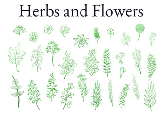 Vector colorful illustration set of herbs, plants and flowers. Hand drawn graphic sketches for you design