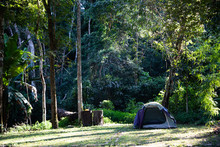 Camping Tent Under Jungle Tall Trees