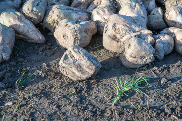 Poster - At the edge of a heap of sugar beets