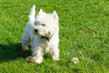 West Highland White Terrier In The Garden