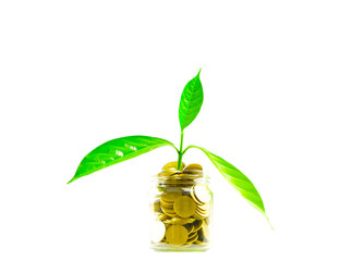 Glass jar with coins Plant seedlings grow on bottles - investment ideas for growth