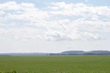 Wall Mural - clouds in the sky over the green field