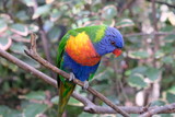 Fototapeta Tęcza - Lonely rainbow parakeet on a tree branch in captivity