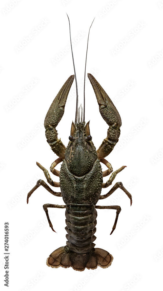 Astacus leptodactylus, the Danube crayfish, Galician crayfish, Turkish crayfish or narrow-clawed crayfish is a species of brackish water crayfish - obrazy, fototapety, plakaty 